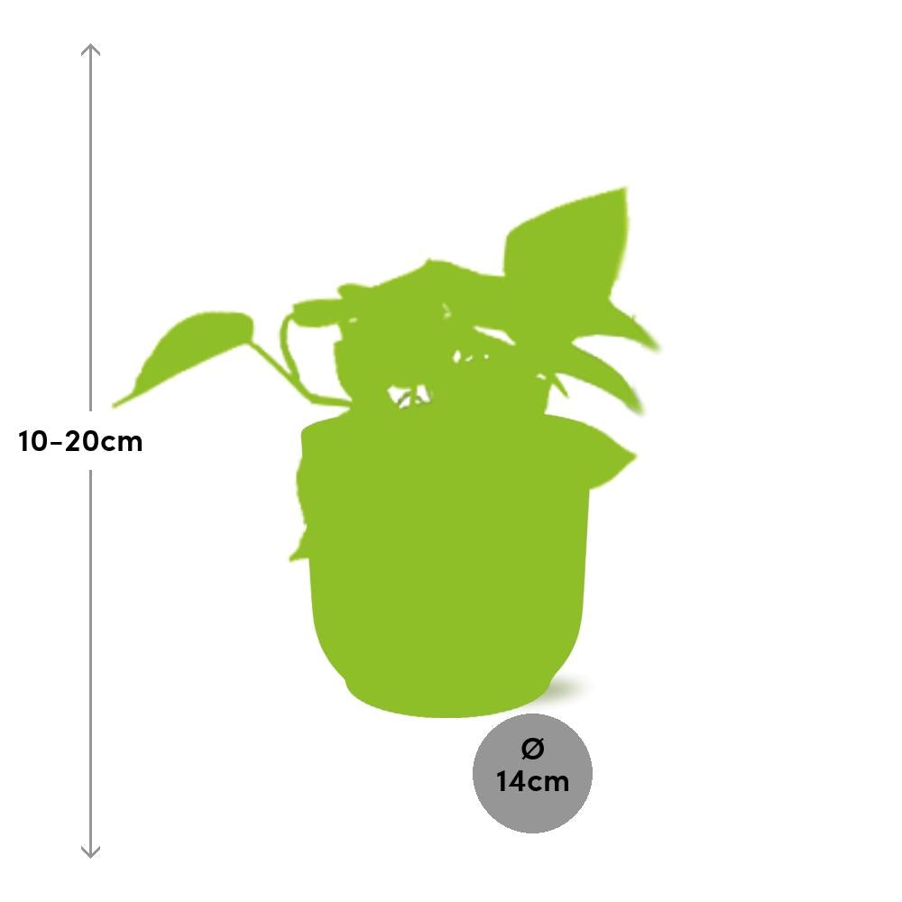 Epipremnum Pinnatum 'Golden Pothos' - pflanzfix24