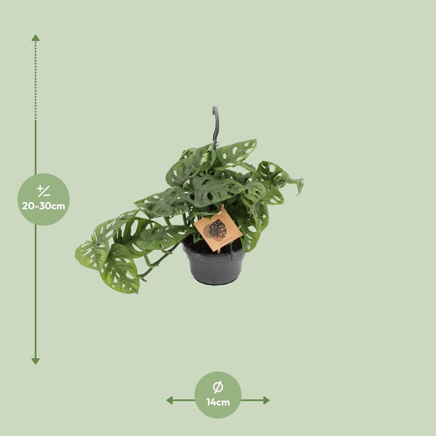 Monstera Monkey Ø14cm – pflegeleichte Zimmerpflanze | Pflanzfix24.de - Pflanzfix24.de