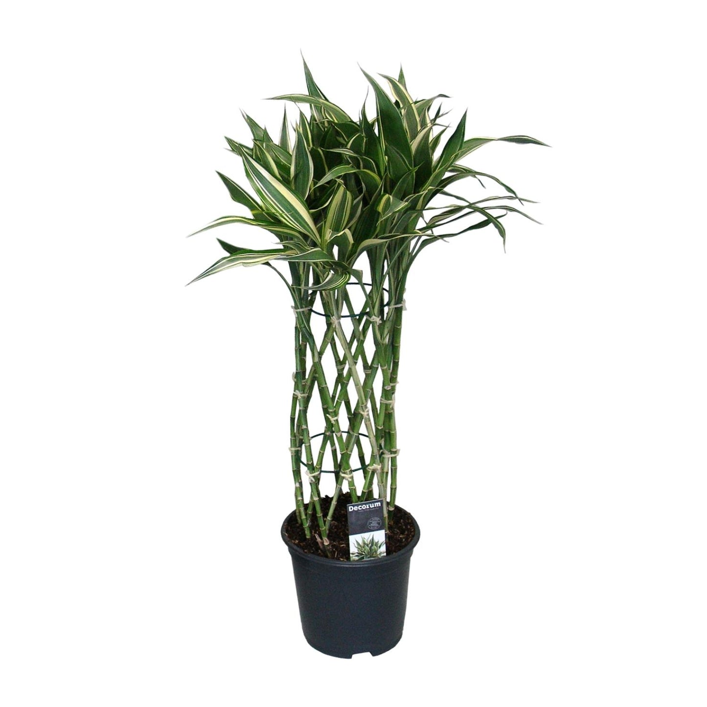 Dracaena Godsefiana - Ø19cm - ↕75cm - Pflanzfix24