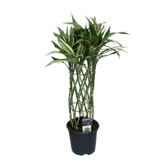 Dracaena Godsefiana - Ø19cm - ↕75cm - Pflanzfix24