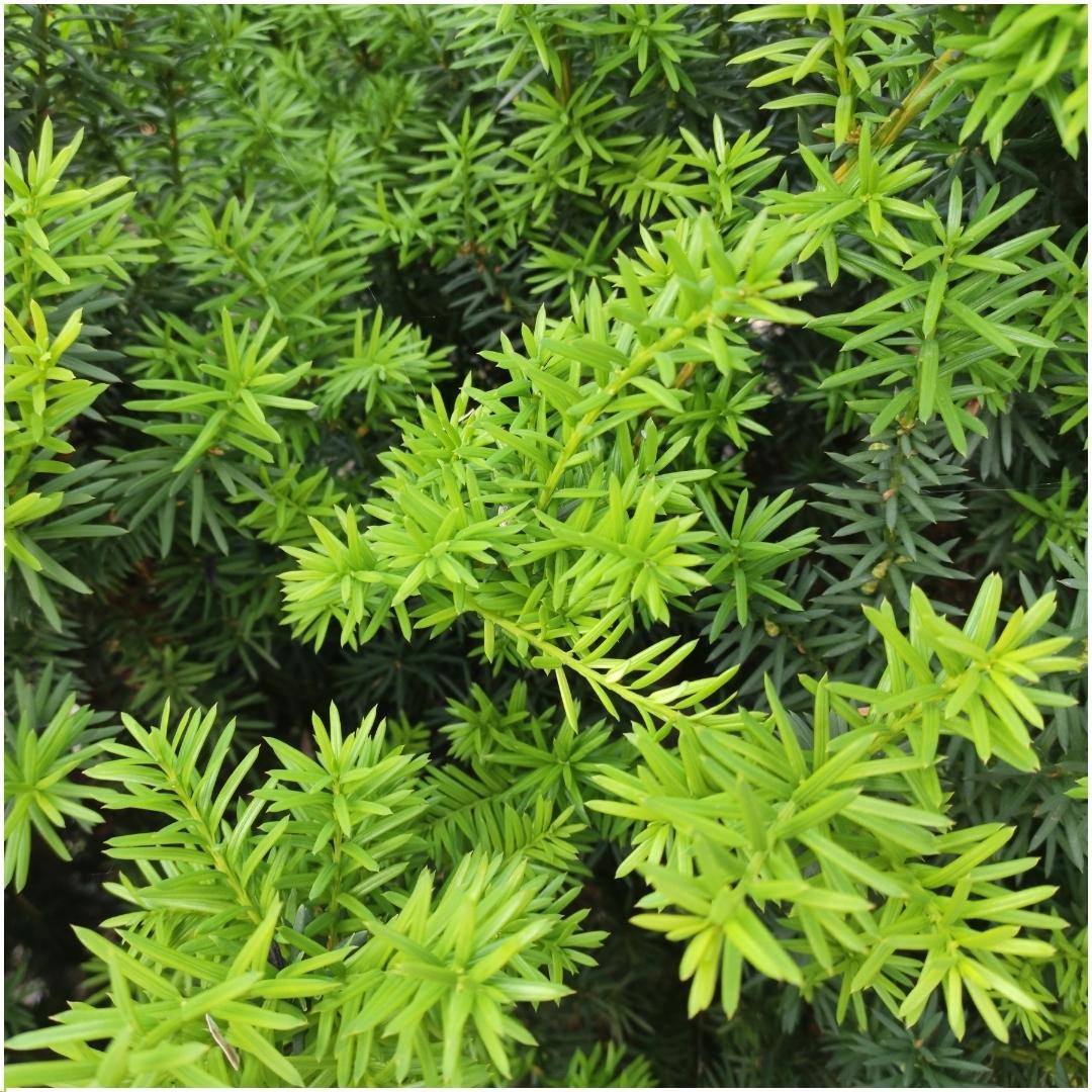 Pflanzfix24 - 1 Meter Eibenhecke - Taxus media Farmen - 6er Pflanzenset