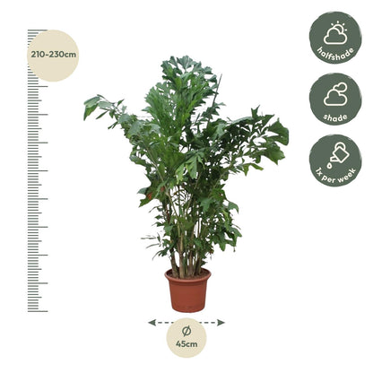 Caryota Mitis 220 cm – Fischschwanzpalme im Topf Ø45 – Pflanzfix24