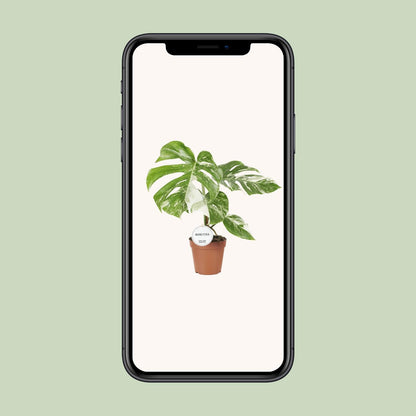 Monstera Variegata Ø15cm 45cm Höhe – Pflanzfix24