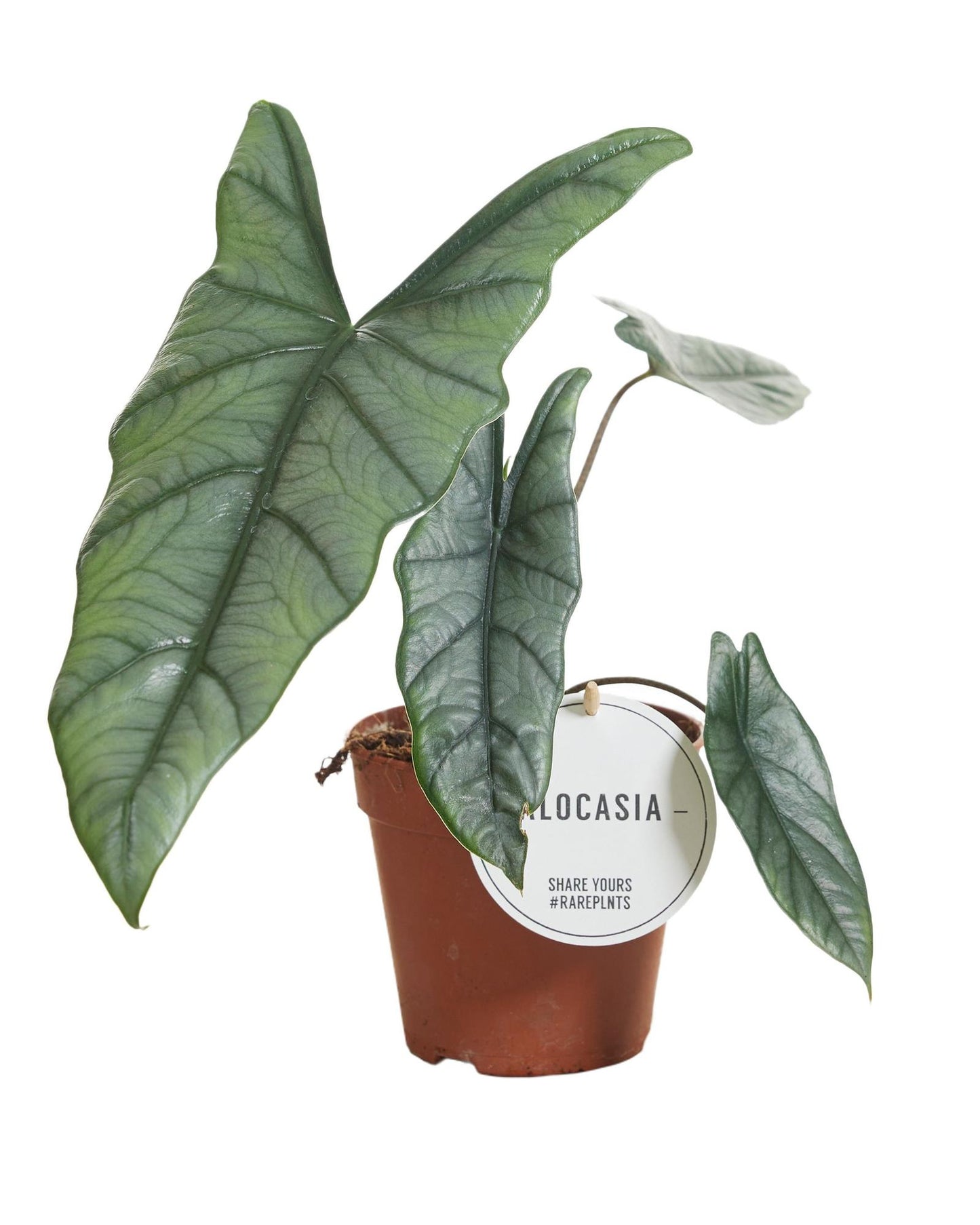 Alocasia Heterophylla - Ø12cm - ↕25cm bei Pflanzfix24