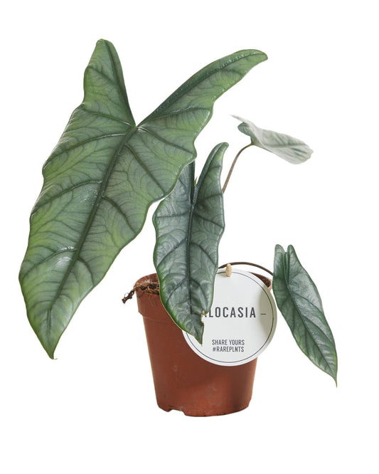Alocasia Heterophylla - Ø12cm - ↕25cm bei Pflanzfix24