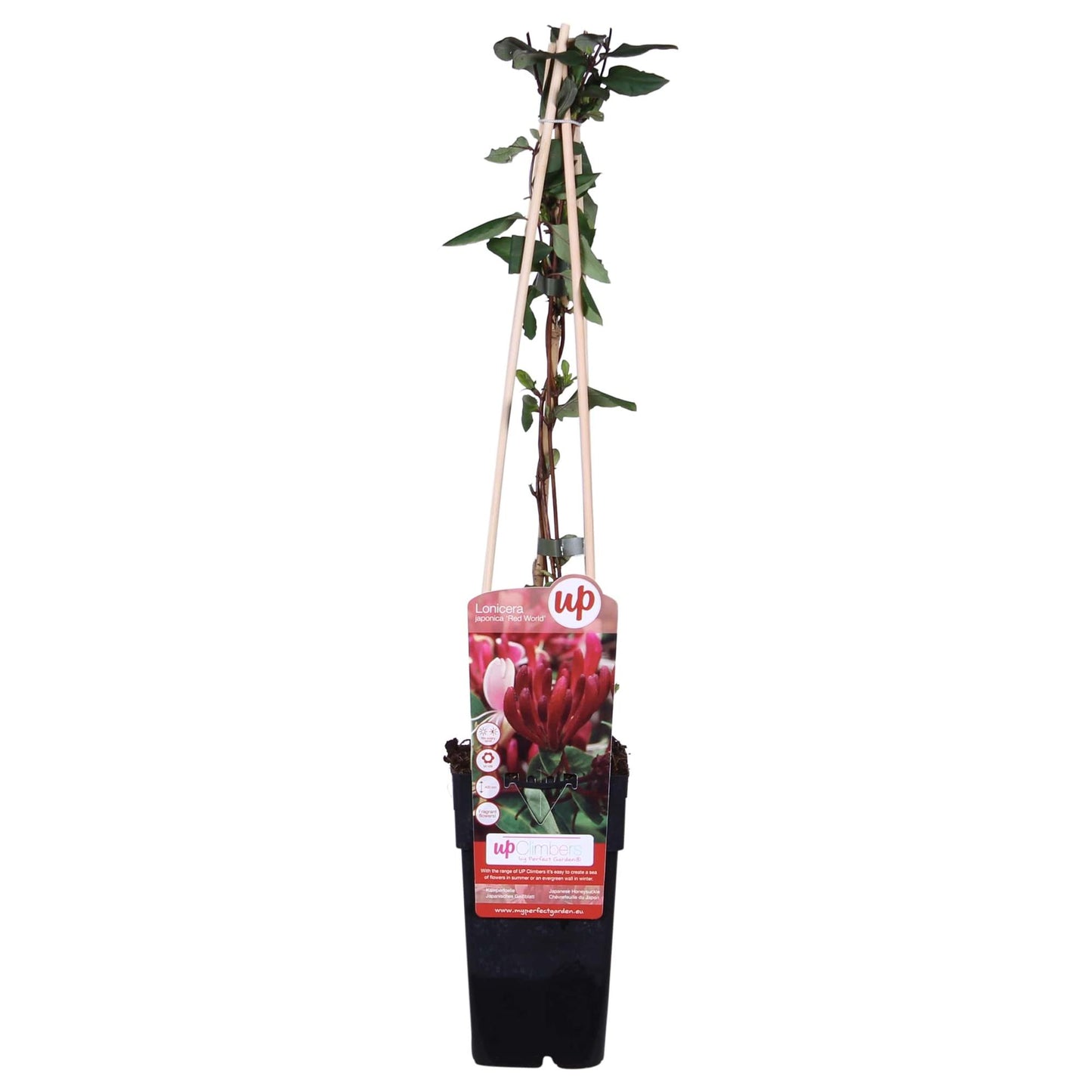 Lonicera japonica 'Red World' - Ø15cm - ↕65cm - Pflanzfix24