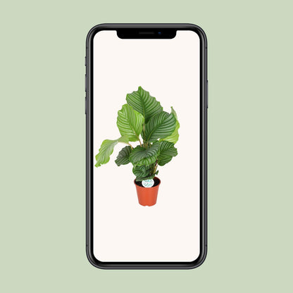 Calathea Orbifolia - Ø17cm bei Pflanzfix24