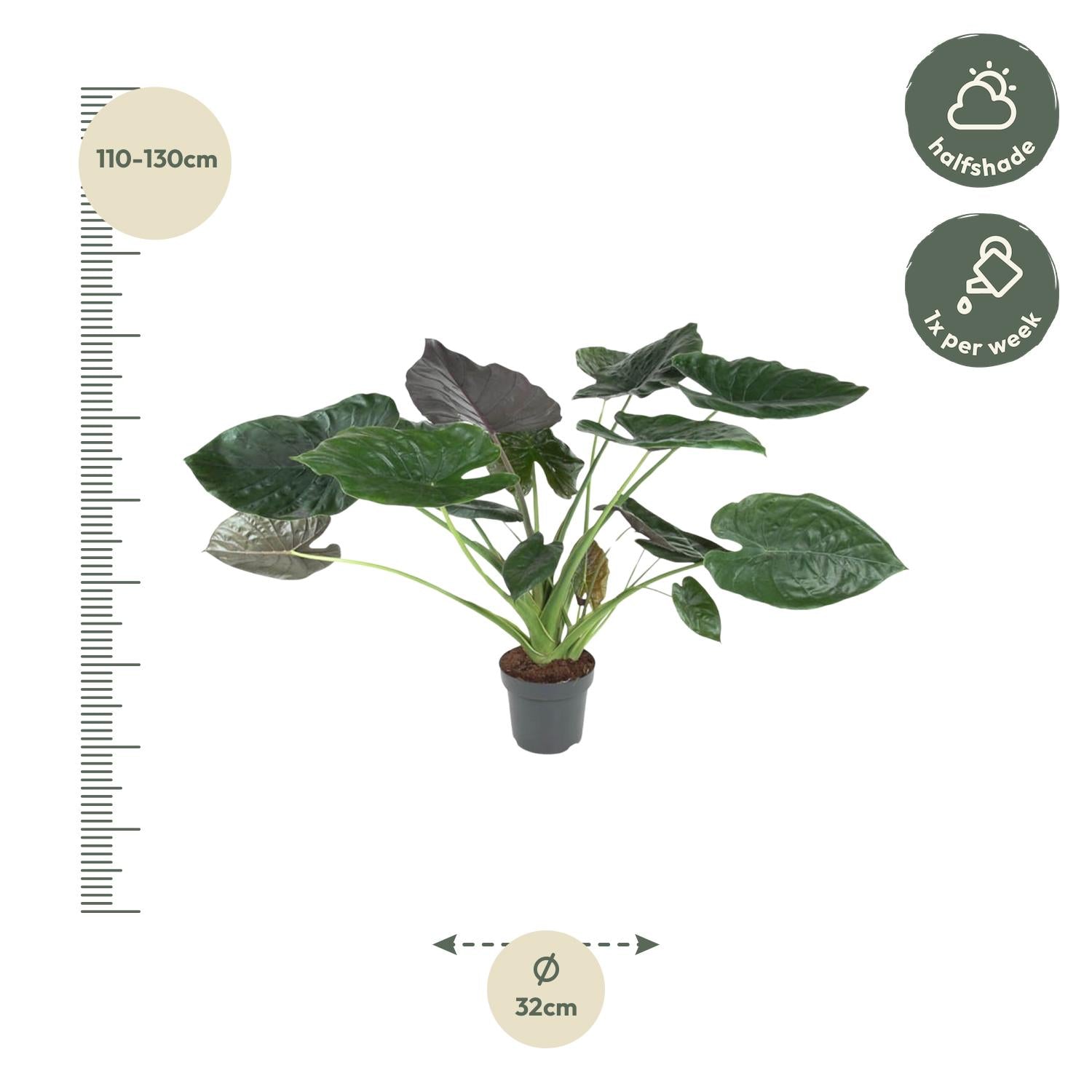 Alocasia Wentii - 120 cm - ø32 bei Pflanzfix24.de - Pflanzfix24.de