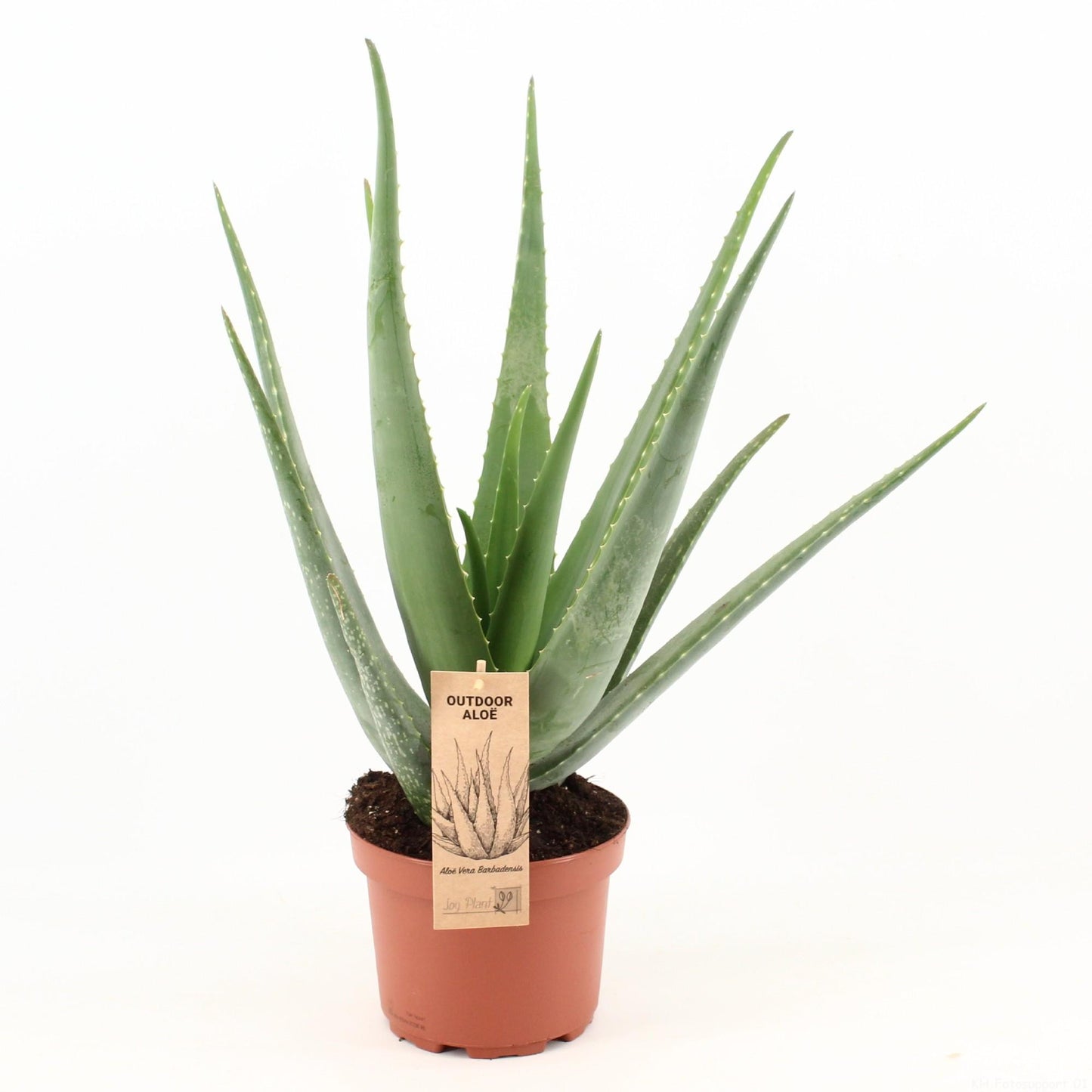 Aloe Vera - Ø19cm - ↕70cm bei Pflanzfix24