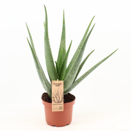 Aloe Vera - Ø19cm - ↕70cm bei Pflanzfix24