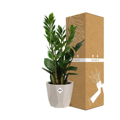Zamioculcas - Hoogte 45-50 in ELHO b.for rock 14 cm warm grey by Pflanzfix24
