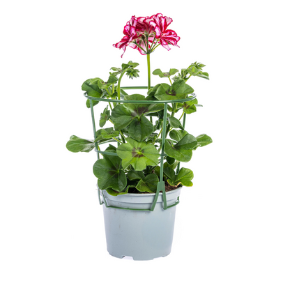 8x Pelargonium peltatum Mix Ø12 cm - ↕20 cm - Pflanzfix24