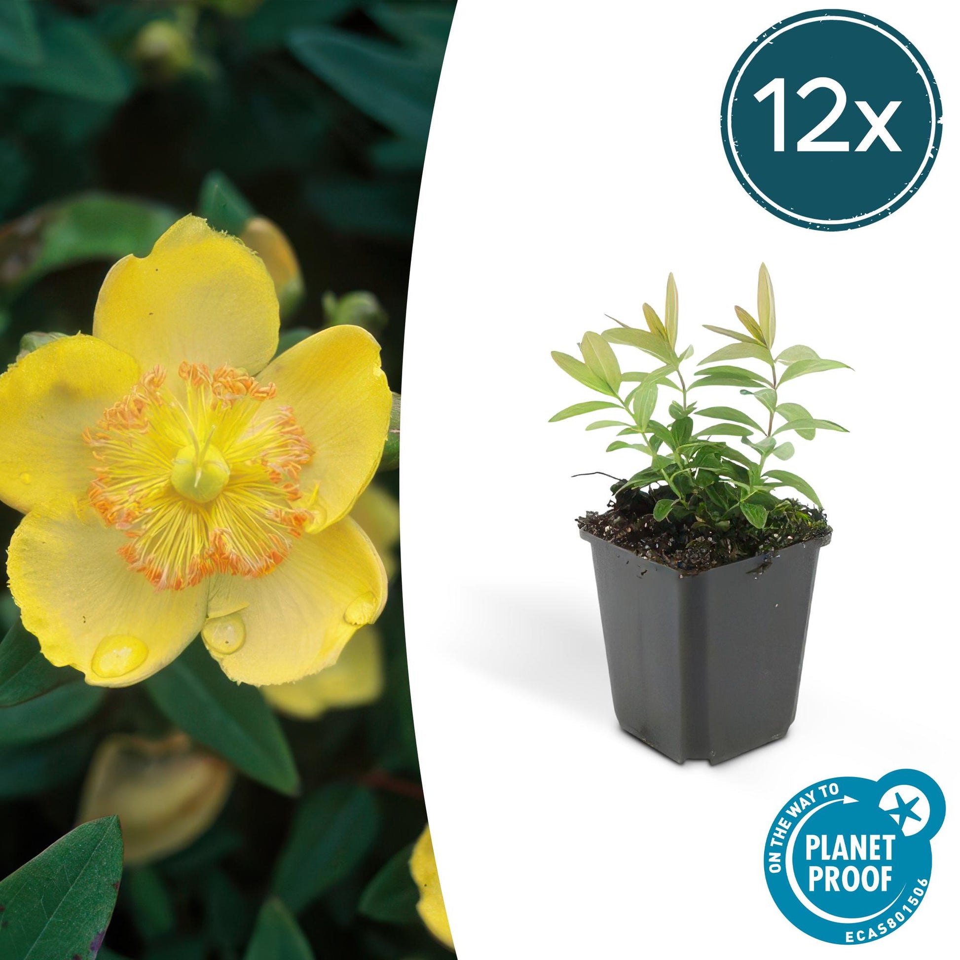 12x Hypericum calycinum Ø9cm | Gelbe Blüten Bodendecker | Pflanzfix24.de - Pflanzfix24.de
