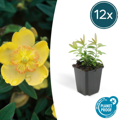 12x Hypericum calycinum Ø9cm | Gelbe Blüten Bodendecker | Pflanzfix24.de - Pflanzfix24.de