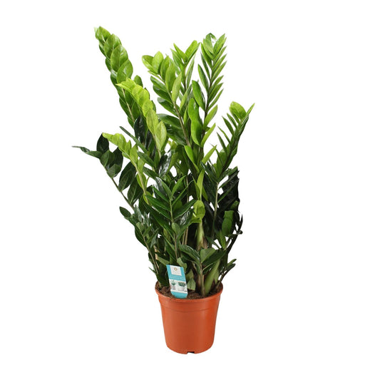 Zamioculcas Zamiifolia 95cm Ø21cm – Pflegeleicht | Pflanzfix24.de - Pflanzfix24.de