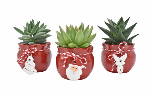 Succulent in Santa's Crew Ceramics - 3 stuks - Ø6cm - ↕9cm - Pflanzfix24
