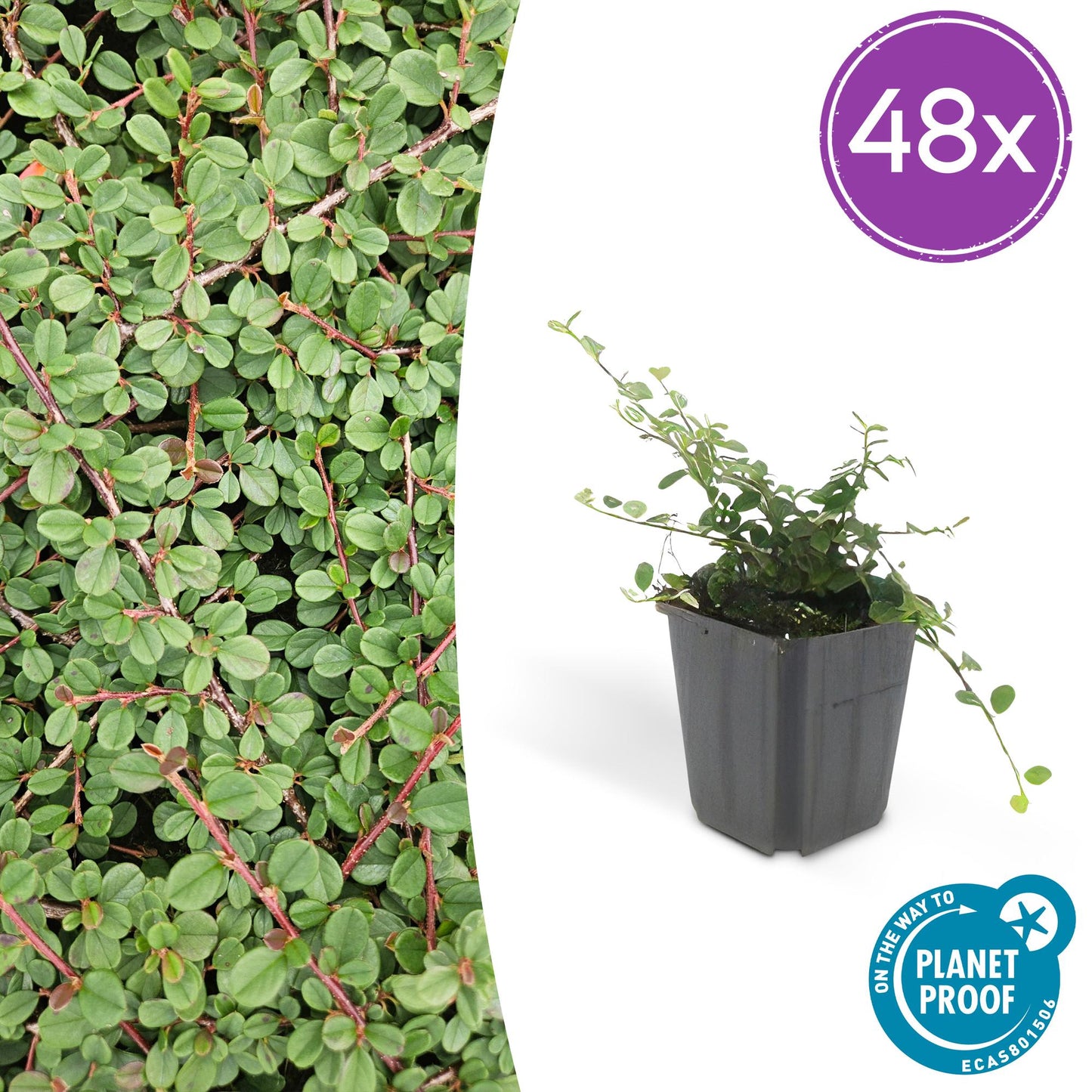 48x Cotoneaster pr. 'Queen of Carpets' - Pflanzfix24