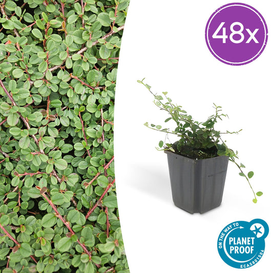 48x Cotoneaster pr. 'Queen of Carpets' - Pflanzfix24