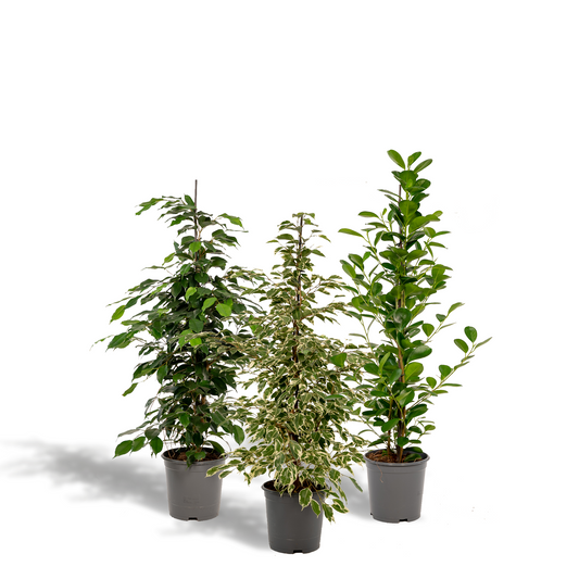 Ficus Benjamina Danielle + Twilight + Microcarpa Moclame - Set - Ø21cm - ↕95cm - Pflanzfix24