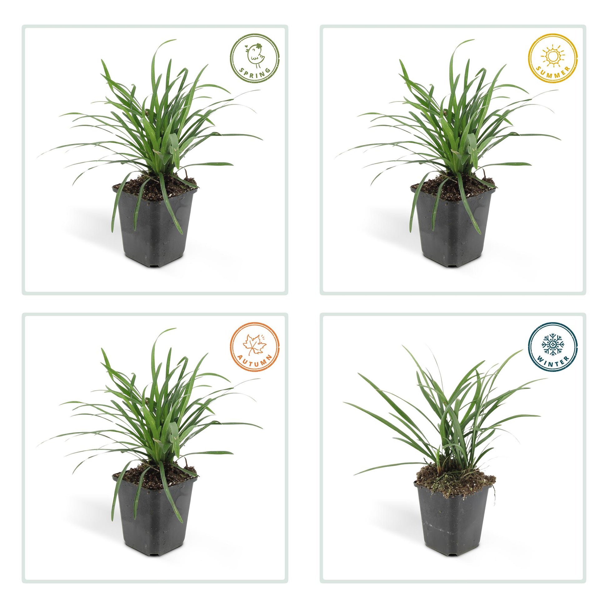 12x Liriope muscari 'Big Blue' Bodendecker 10-25cm – Pflanzfix24.de - Pflanzfix24.de