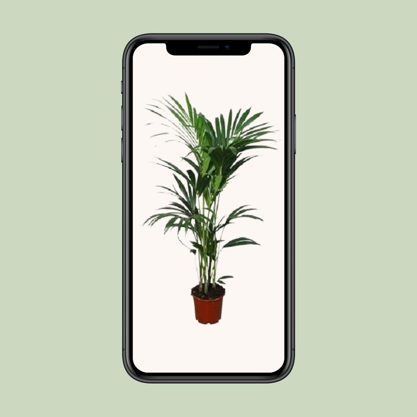 Kentia-Palme - Howea forsteriana - Ø21cm - ↕120cm - Pflanzfix24.de - Pflanzfix24.de