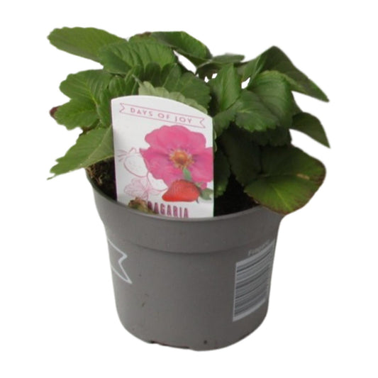 Fragaria Summer Breeze - Ø10,5cm - ↕20cm - Pflanzfix24