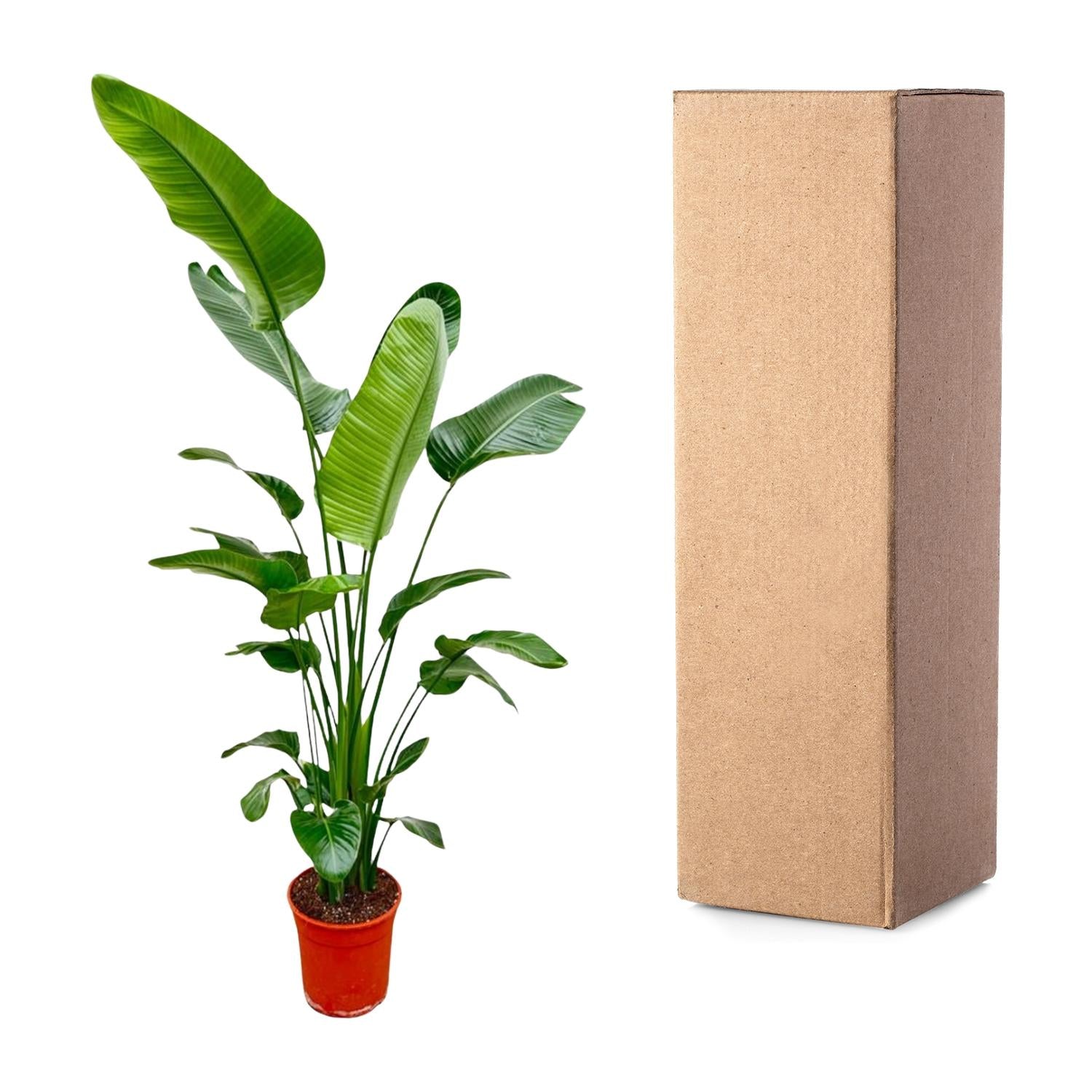 Strelitzia Nicolai Ø24-27cm 180-190cm Zimmerpflanze – Pflanzfix24.de - Pflanzfix24.de