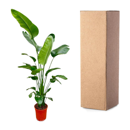 Strelitzia Nicolai Ø24-27cm 180-190cm Zimmerpflanze – Pflanzfix24.de - Pflanzfix24.de