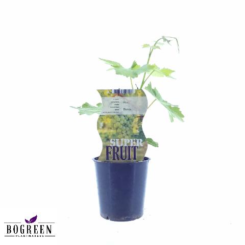 Vitis Bianca Weiße Traube Ø12 cm | Pflanzfix24.de - Pflanzfix24.de