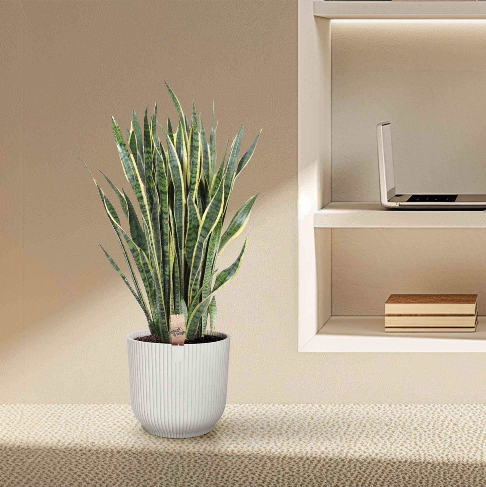 Sansevieria Laurentii Ø35cm 100cm – Schlangenpflanze | Pflanzfix24.de - Pflanzfix24.de