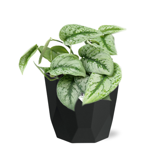 Scindapsus Pictus ‘Trebie’ 14cm - Pflanzfix24