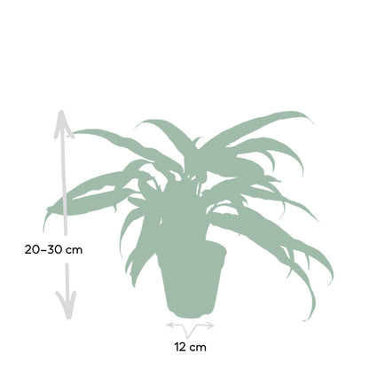 Aglaonema Cutlass - Pflanzfix24