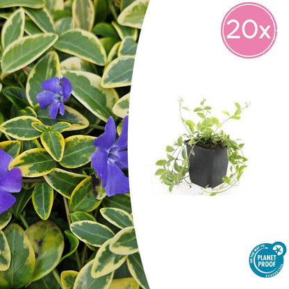 Vinca minor 'Aureovariegata' - Pflanzfix24.de - Pflanzfix24.de