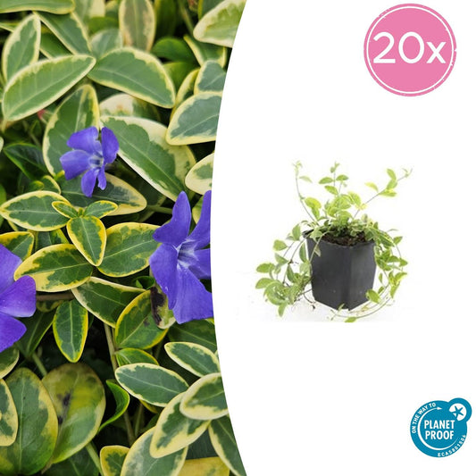 Vinca minor 'Aureovariegata' - Pflanzfix24.de - Pflanzfix24.de