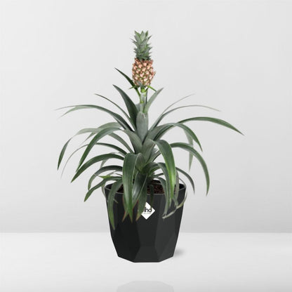Ananas Mi Amigo in 14cm b.for rock living black - Pflanzfix24