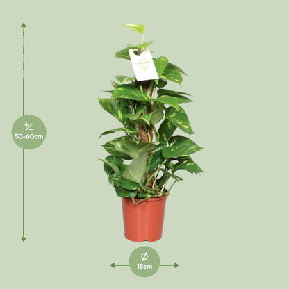 Epipremnum Pinnatum Mosstok 60cm Ø15cm – Goldene Efeutute | Pflanzfix24