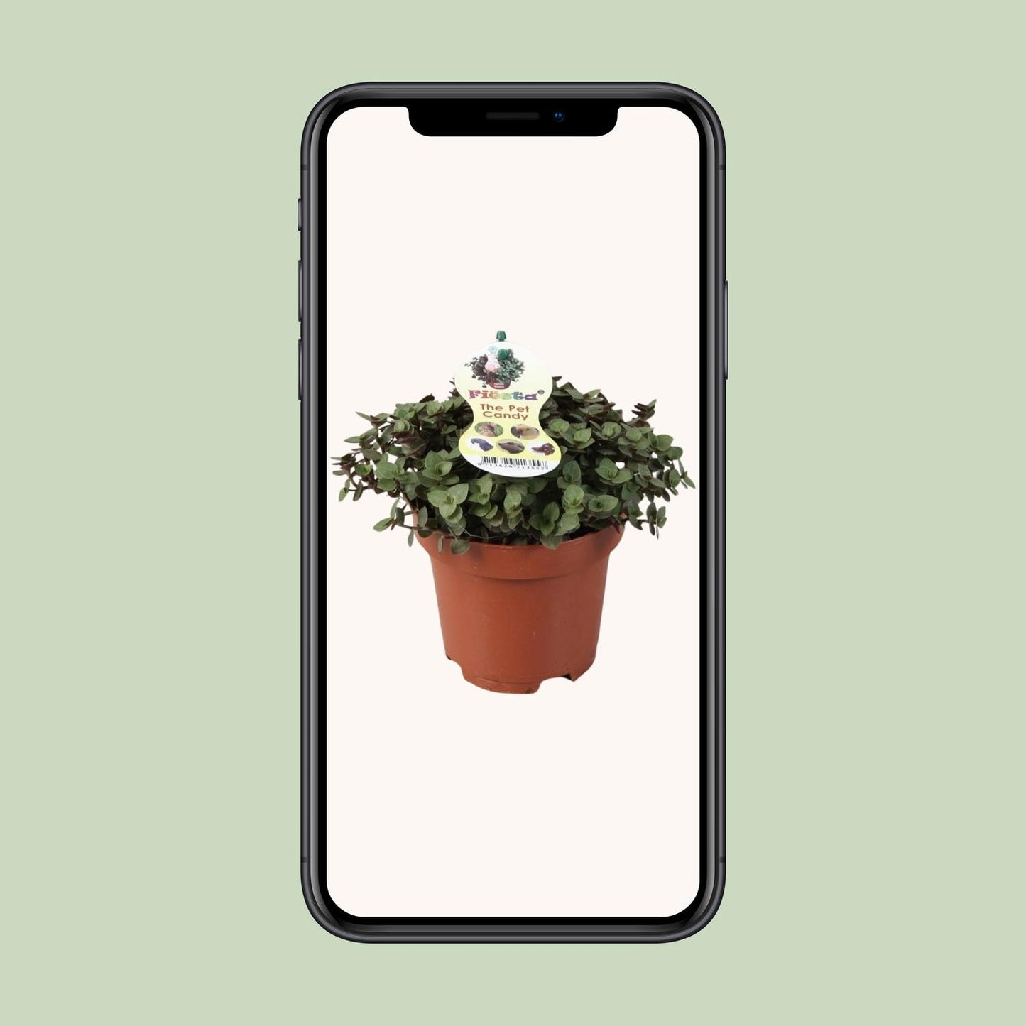 Calissia Repens - Ø12cm - ↕17cm von Pflanzfix24.de - Pflanzfix24.de