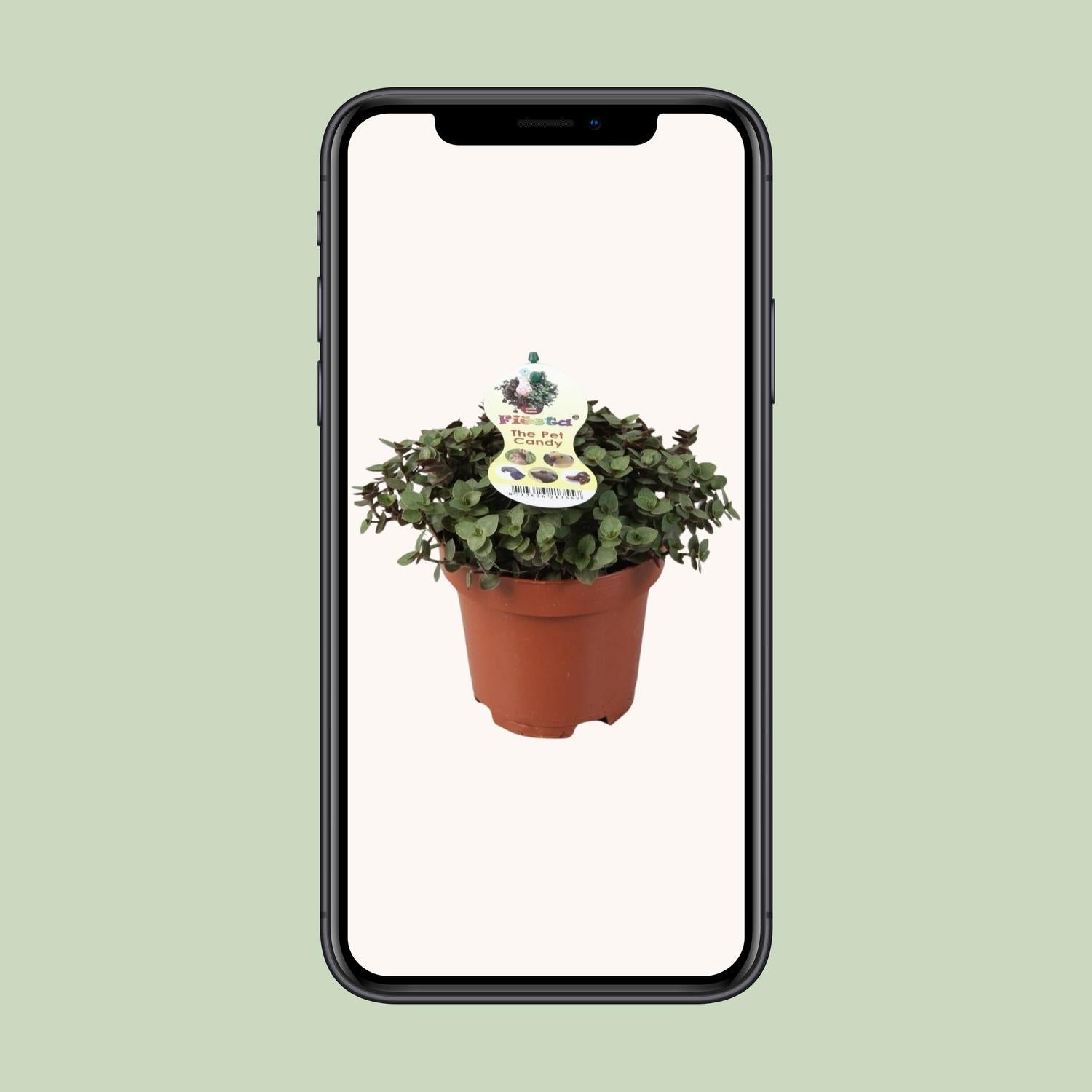 Calissia Repens - Ø12cm - ↕17cm von Pflanzfix24.de - Pflanzfix24.de