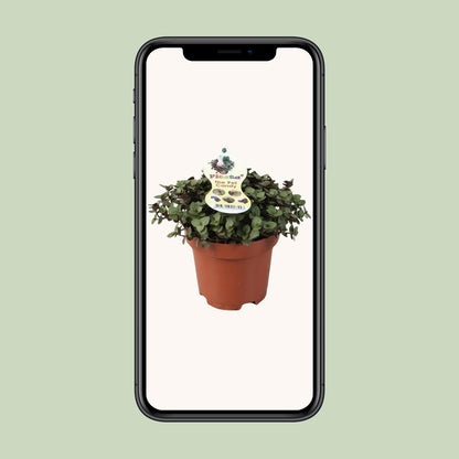 Calissia Repens - Ø12cm - ↕17cm von Pflanzfix24.de - Pflanzfix24.de