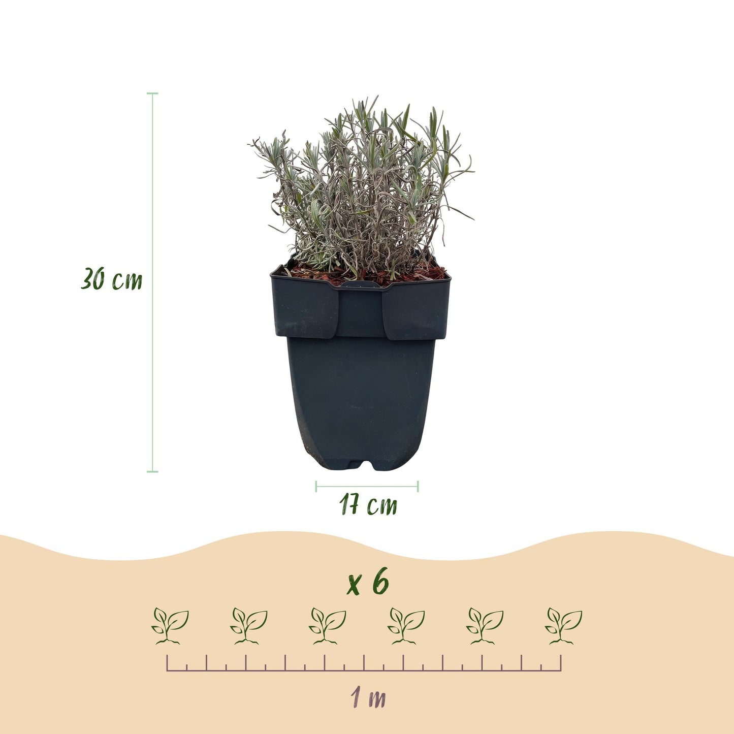 Heckenpflanzen - Lavandula angustifolia Hidcote - 6 Pflanzen - 1m - immergrün - Pflanzfix24.de - Pflanzfix24.de