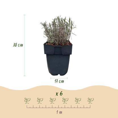 Heckenpflanzen - Lavandula angustifolia Hidcote - 6 Pflanzen - 1m - immergrün - Pflanzfix24.de - Pflanzfix24.de