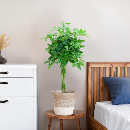 Schefflera Nora mit Jute-Korb Lissabon – 70 cm – Pflanzfix24.de - Pflanzfix24.de