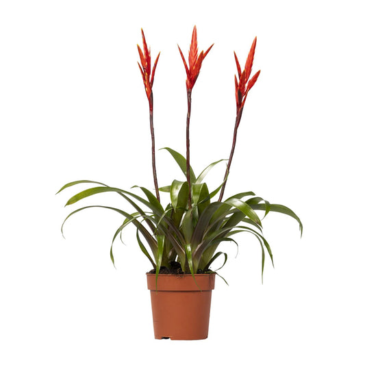 Vriesea Zimmerpflanze Ø12cm, 55cm hoch – Pflanzfix24.de - Pflanzfix24.de