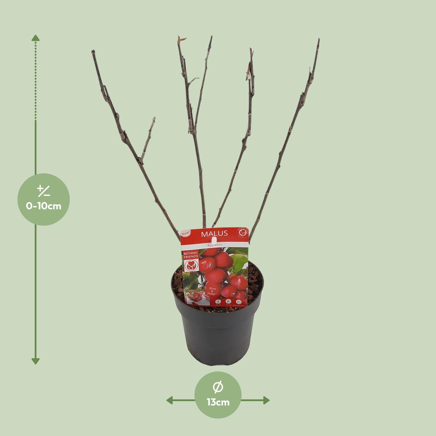 Malus 'Appletini' Apfelbaum Ø13cm | Kompakt & Vielseitig | Pflanzfix24.de - Pflanzfix24.de