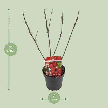 Malus 'Appletini' Apfelbaum Ø13cm | Kompakt & Vielseitig | Pflanzfix24.de - Pflanzfix24.de