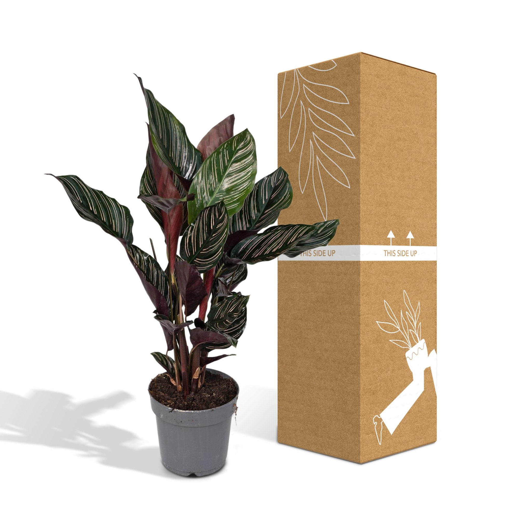 Calathea Ornata - Pflanzfix24.de - Pflanzfix24.de