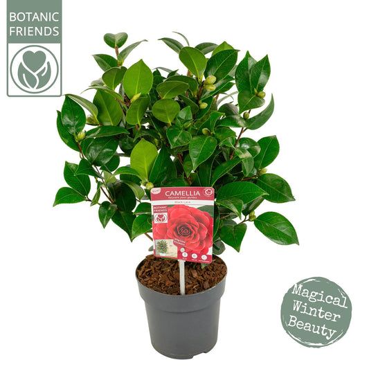 Camellia Jap. 'Black Lace' - Pflanzfix24