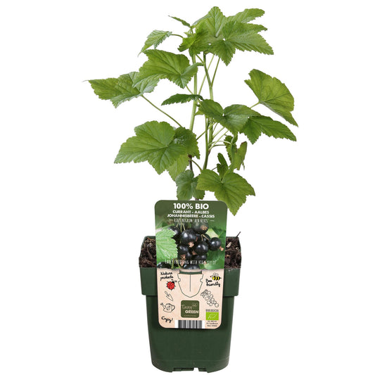 Ribes nigrum 'Ben Nevis' - Schwarze Johannisbeere - Ø13cm - ↕45cm - Pflanzfix24