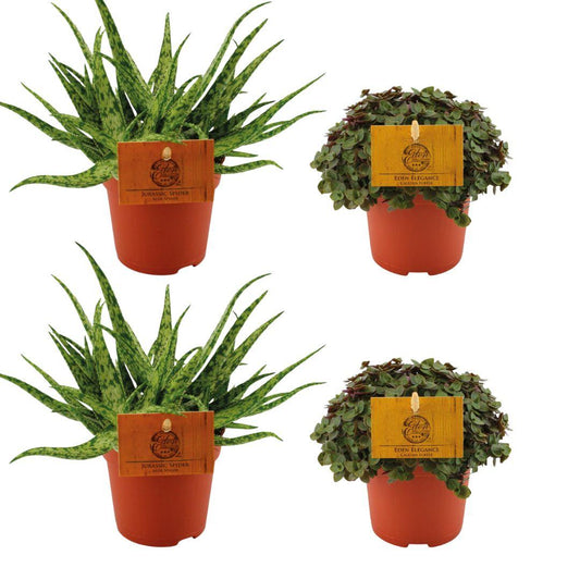 2x Aloe Spider & 2x Callisia Turtle Set Ø10,5cm | Pflanzfix24