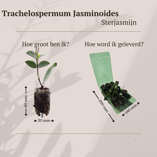 pflanzfix24 Trachelospermum jasminoides – 6x Sternjasmin Jungpflanzen